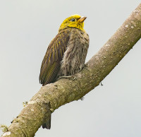 Eaglenest Wildlife Sanctuary